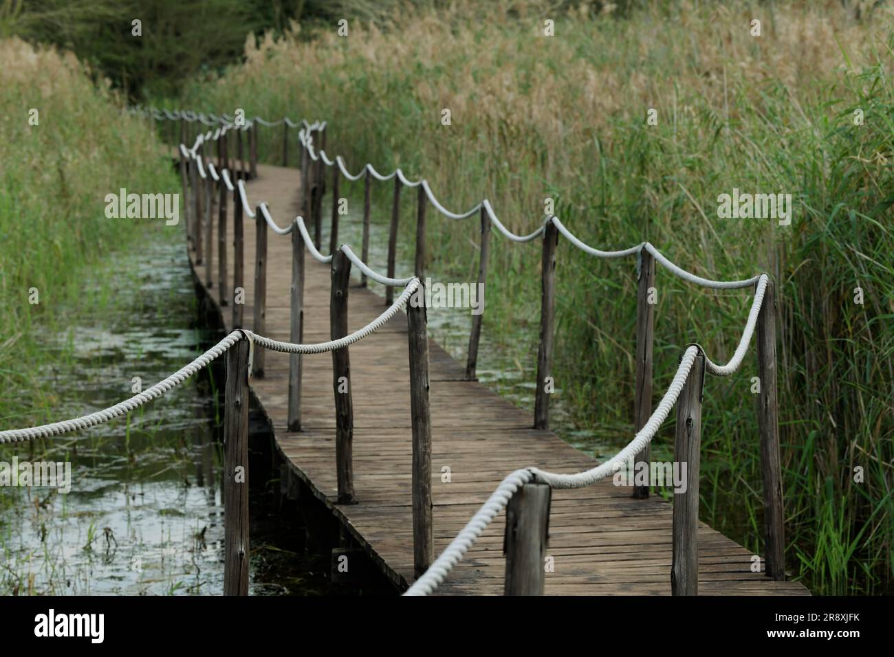 Beauty in nature, wooden walkway in nature park, outdoor slow travel, Mkhuse, South Africa, broadwalk in swamp reeds, minimal landscape concept Stock Photo