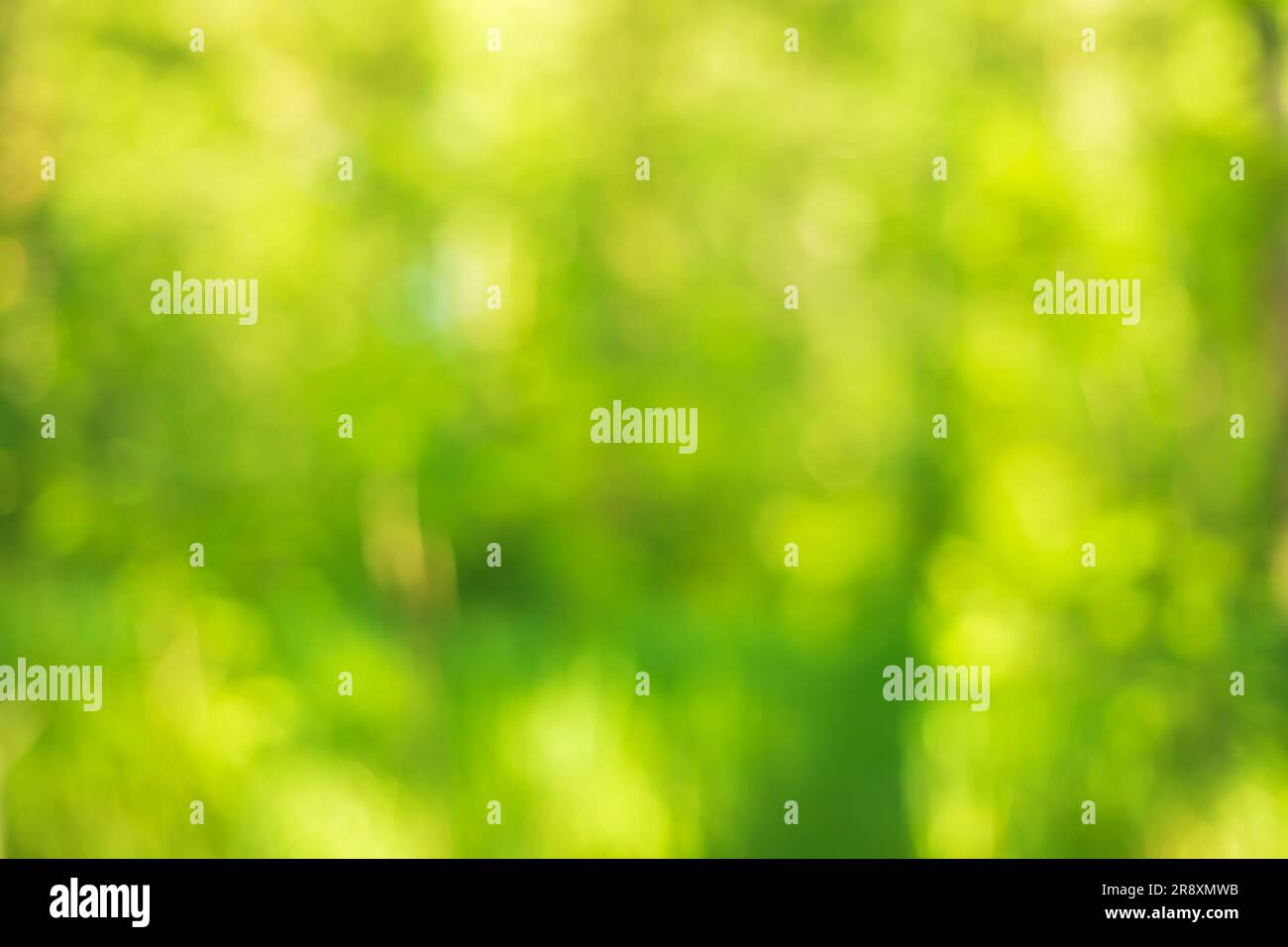 Green abstract natural blurred background. Copy space, defocused. Stock Photo
