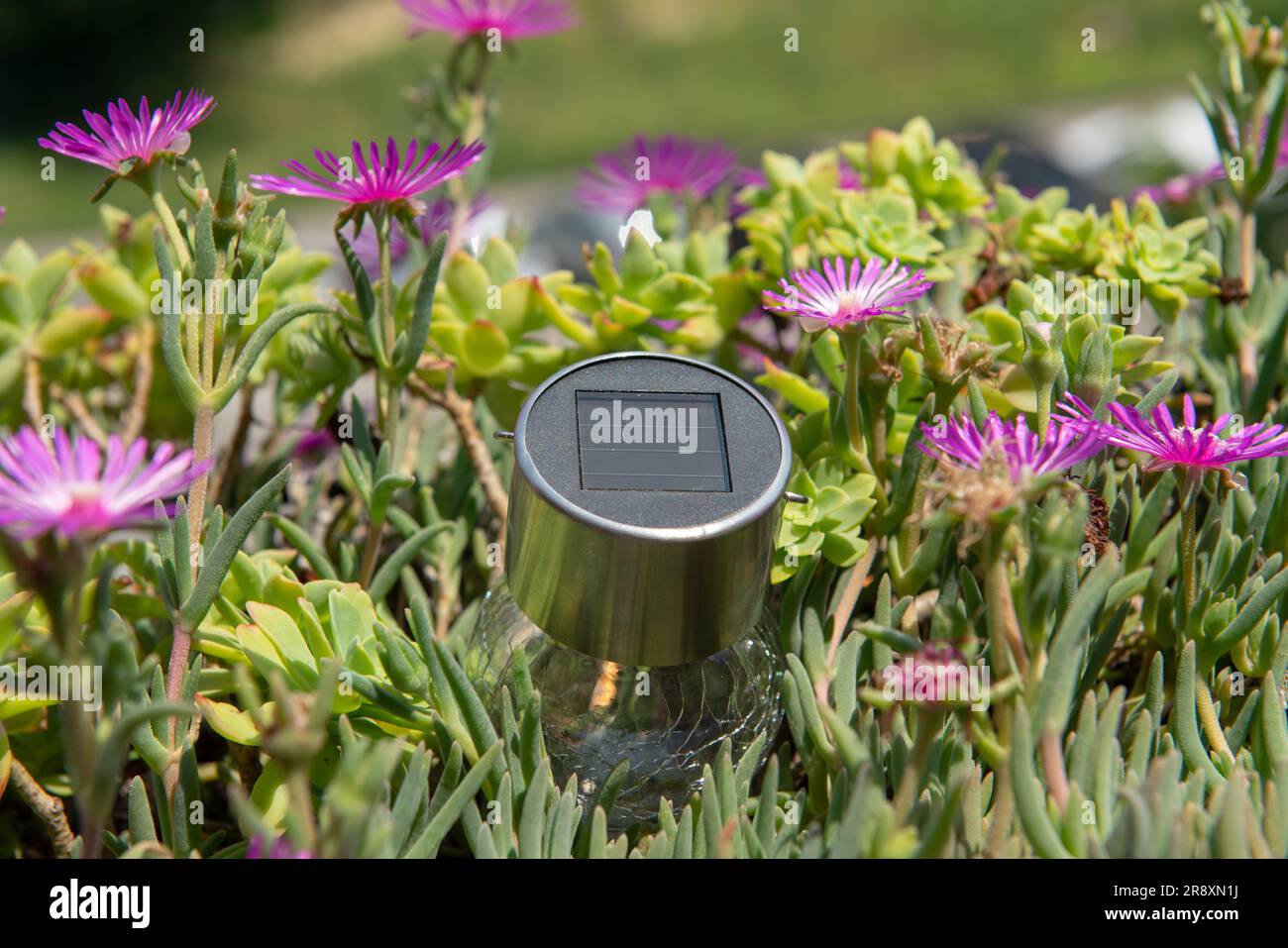 solar panel in flowers, concept idea about solar energy and its increasingly widespread use