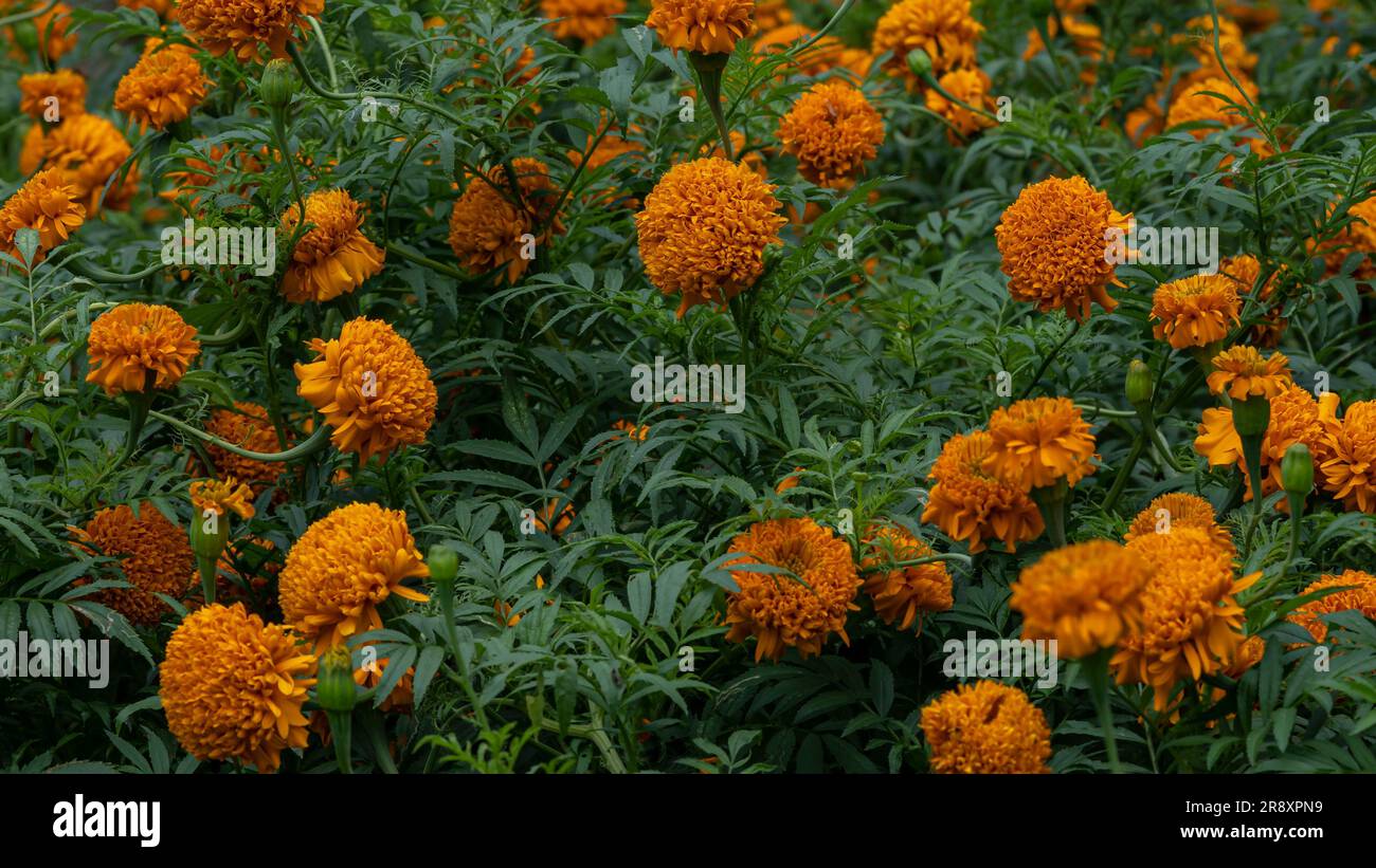 Pastel Orange and Greenery Flower Garden with Marigold Blooms Stock Photo