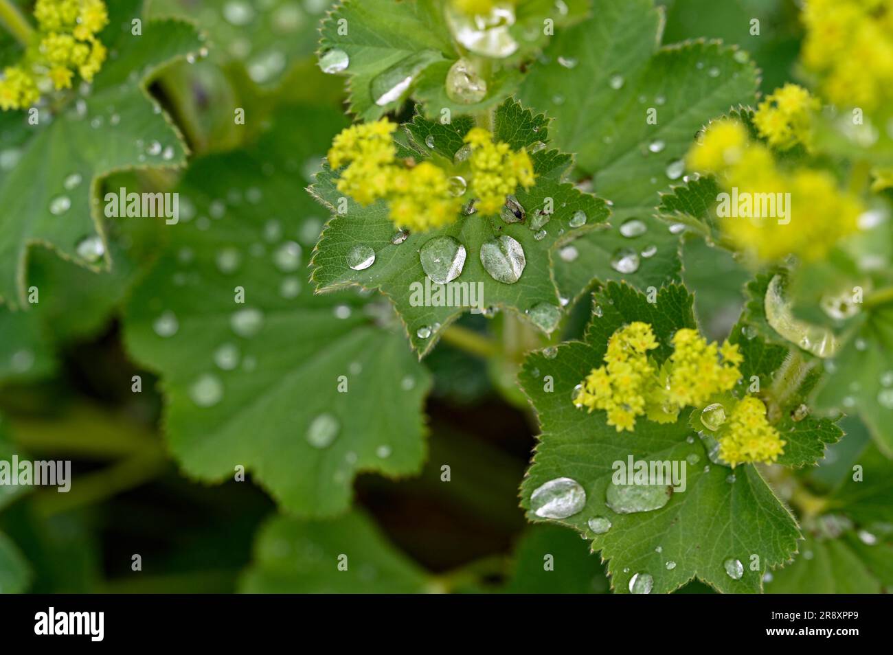 closeup of the flower ladys mantle with water drops Stock Photo