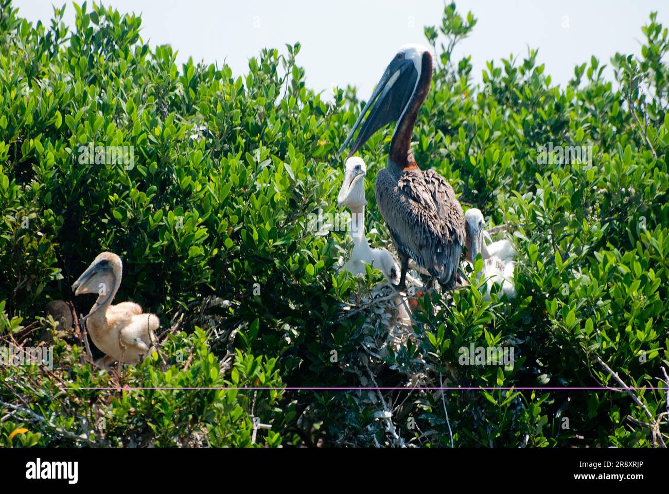 The rookery of Queen Bess Island in Barataria Bay, an oiled brown