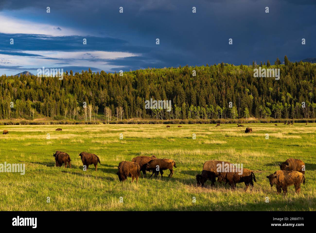 A late afternoon view of American Bison (Bison bison) grazing in the Elk Ranch Flats area of Grand Teton National Park, Teton County, Wyoming, USA. Stock Photo
