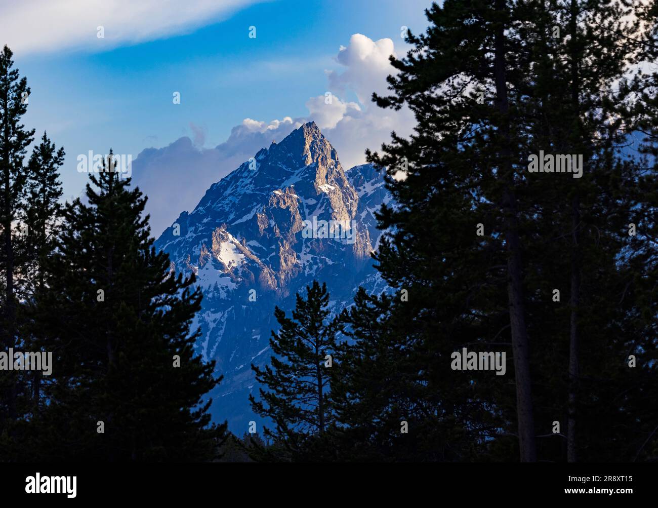 This is majestic Teewinot Mountain framed by the pine trees in the Colter Bay area of Grand Teton National Park, Teton County, Wyoming, USA. Stock Photo