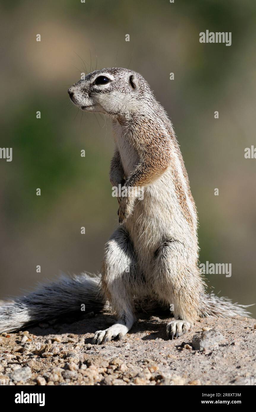 Squirrels And Rabies
