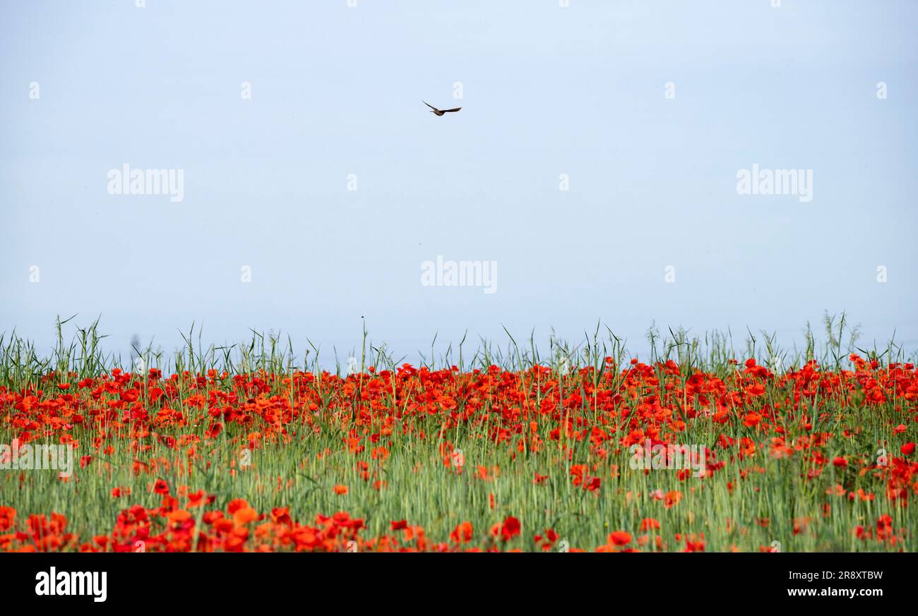 Poppies Skylark Hi res Stock Photography And Images Alamy poppies-skylark-hi-res-stock-photography-and-images-alamy