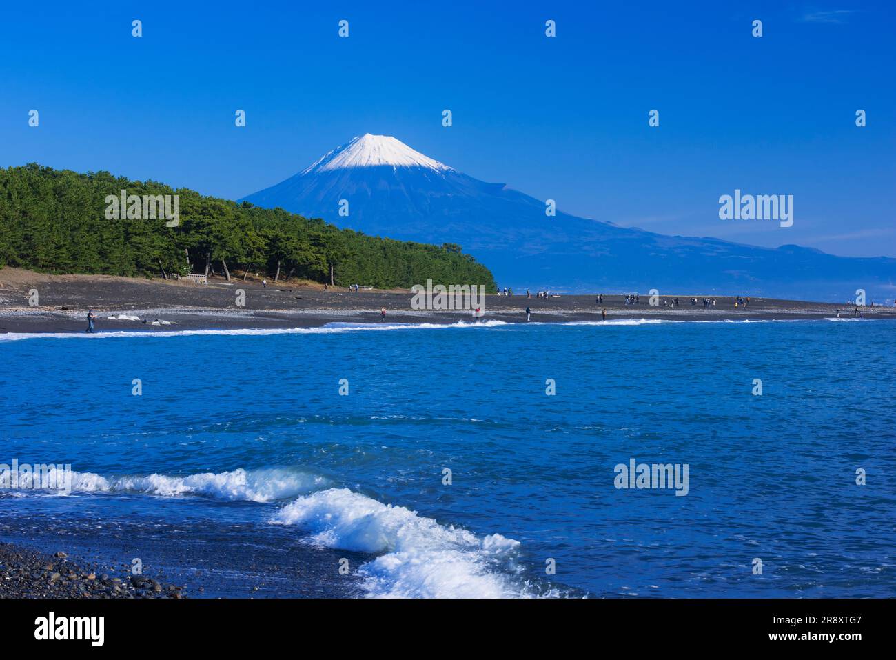 Miho Pine Grove and Mt Stock Photo Alamy