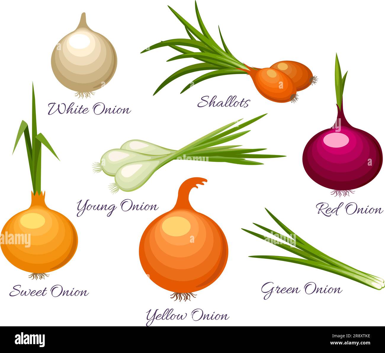 Onion organic vegetables types Stock Vector