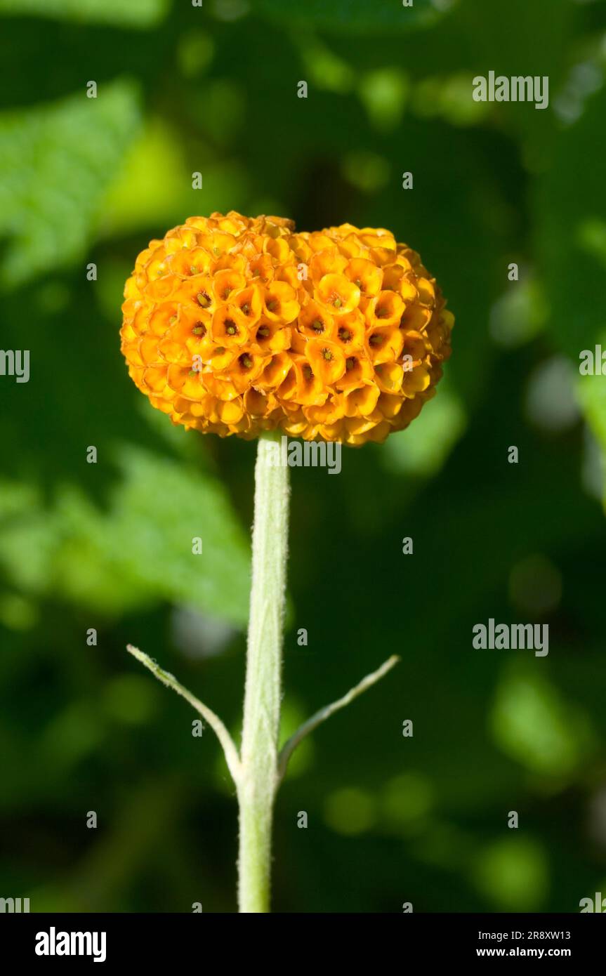 Buddleja globosa with Fasciation Stock Photo - Alamy