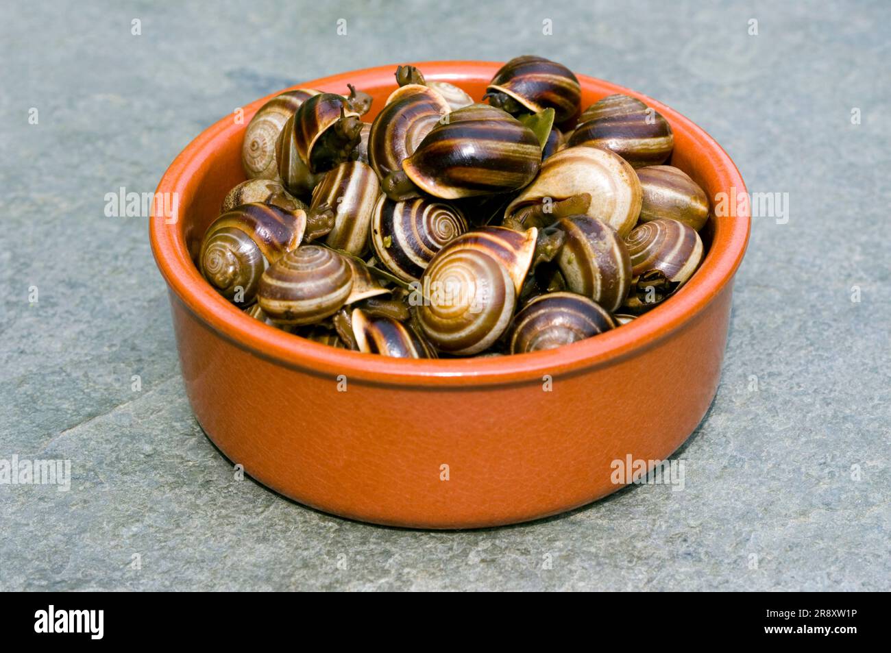 Portuguese Cooked Snails Stock Photo
