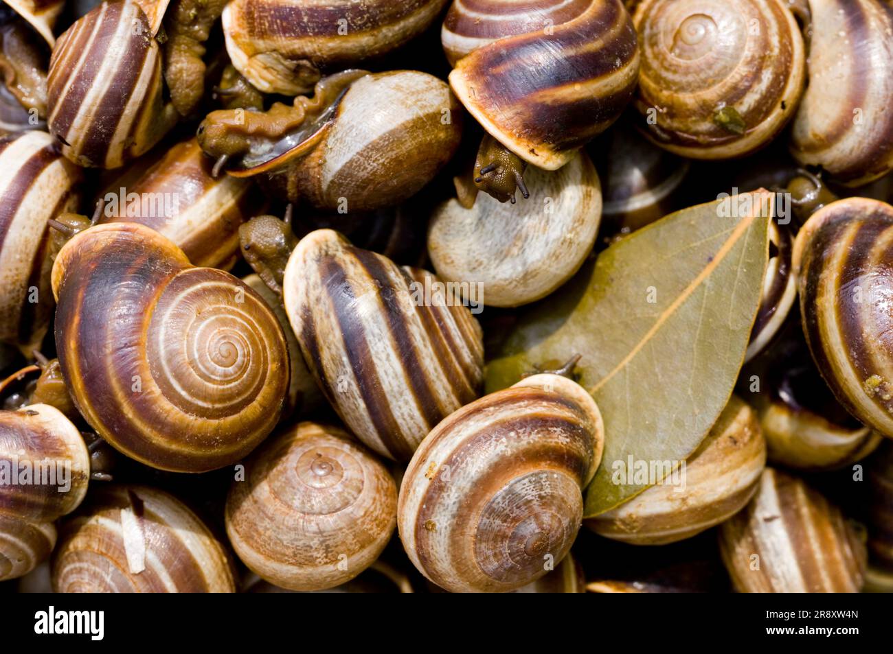 Portuguese Cooked Snails Stock Photo