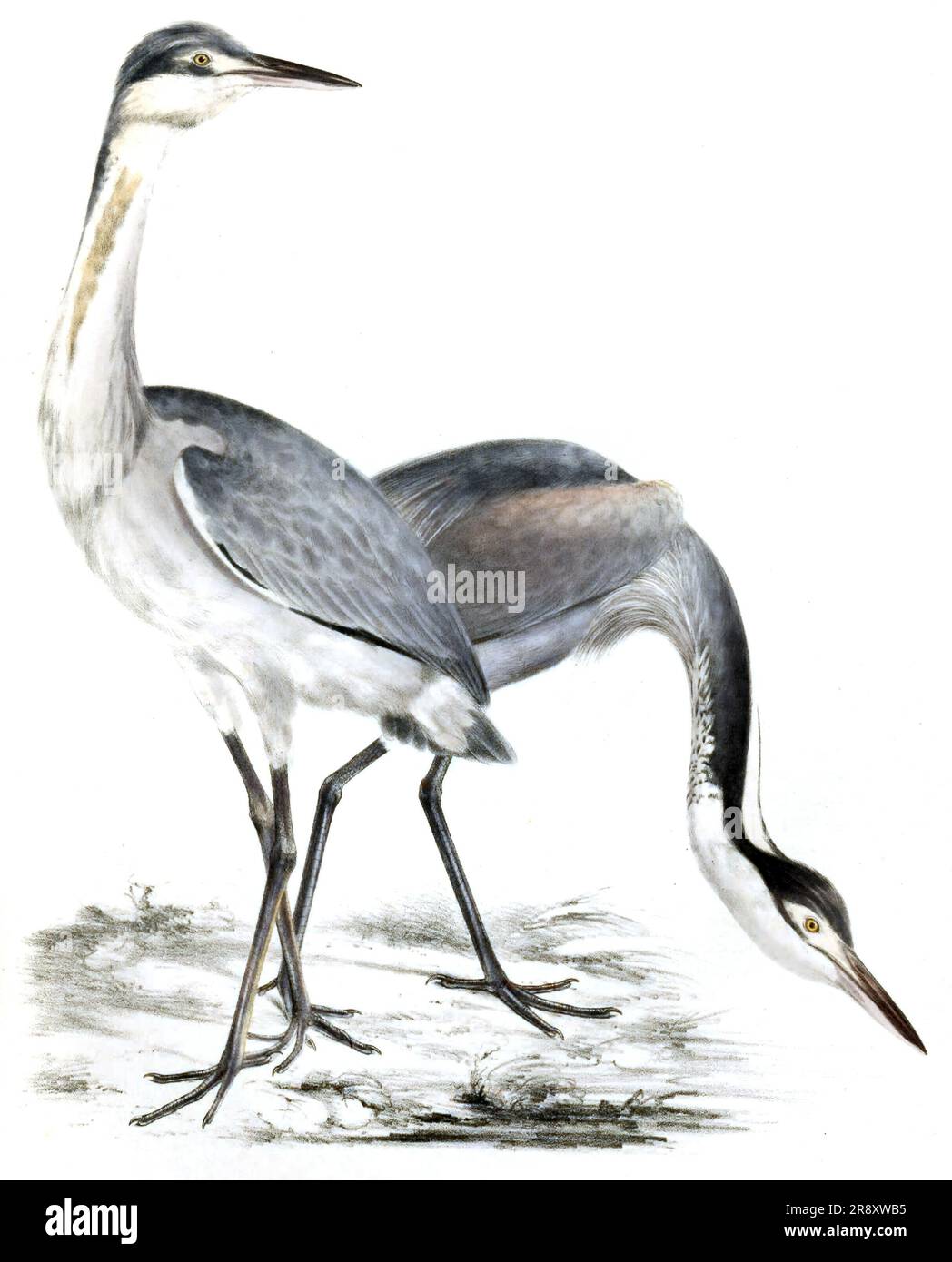 All The Birds In The World Book Cut Out Stock Images Pictures Alamy All the birds in the world book cut out stock images pictures alamy