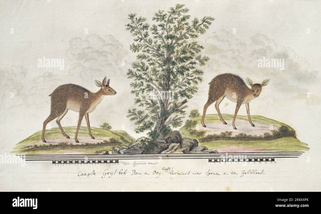 Raphicerus melanotis (Cape grysbok), 1777-1786. Stock Photo
