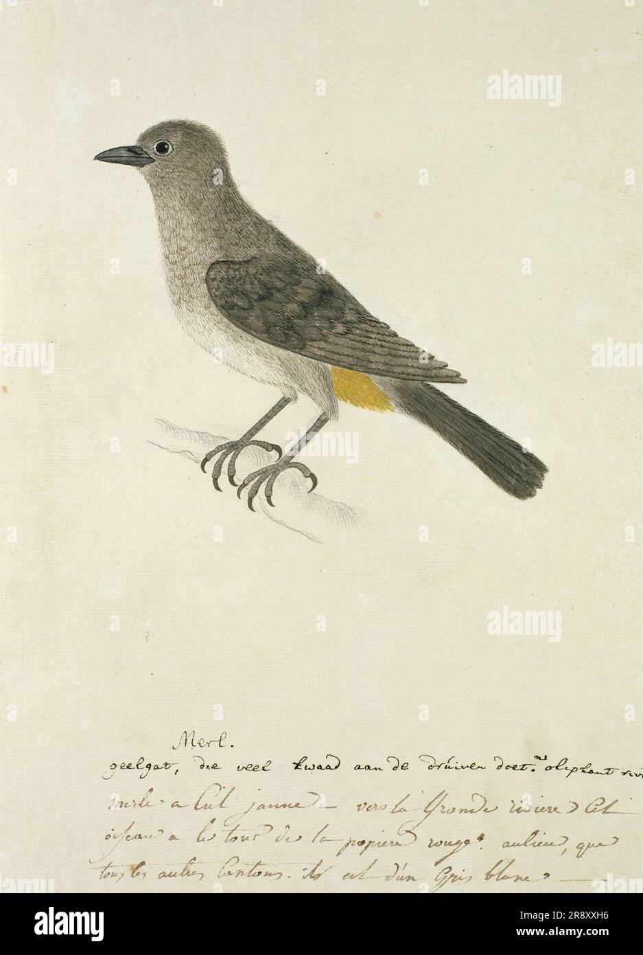 Pycnonotus capensis (Cape bulbul), 1777-1786. Stock Photo