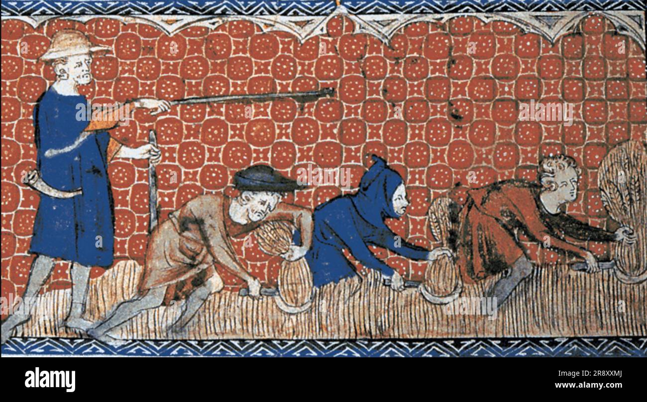 MEDIEVAL HARVESTING. Cutting wheat with sickles from a Psalter about 1310 Stock Photo