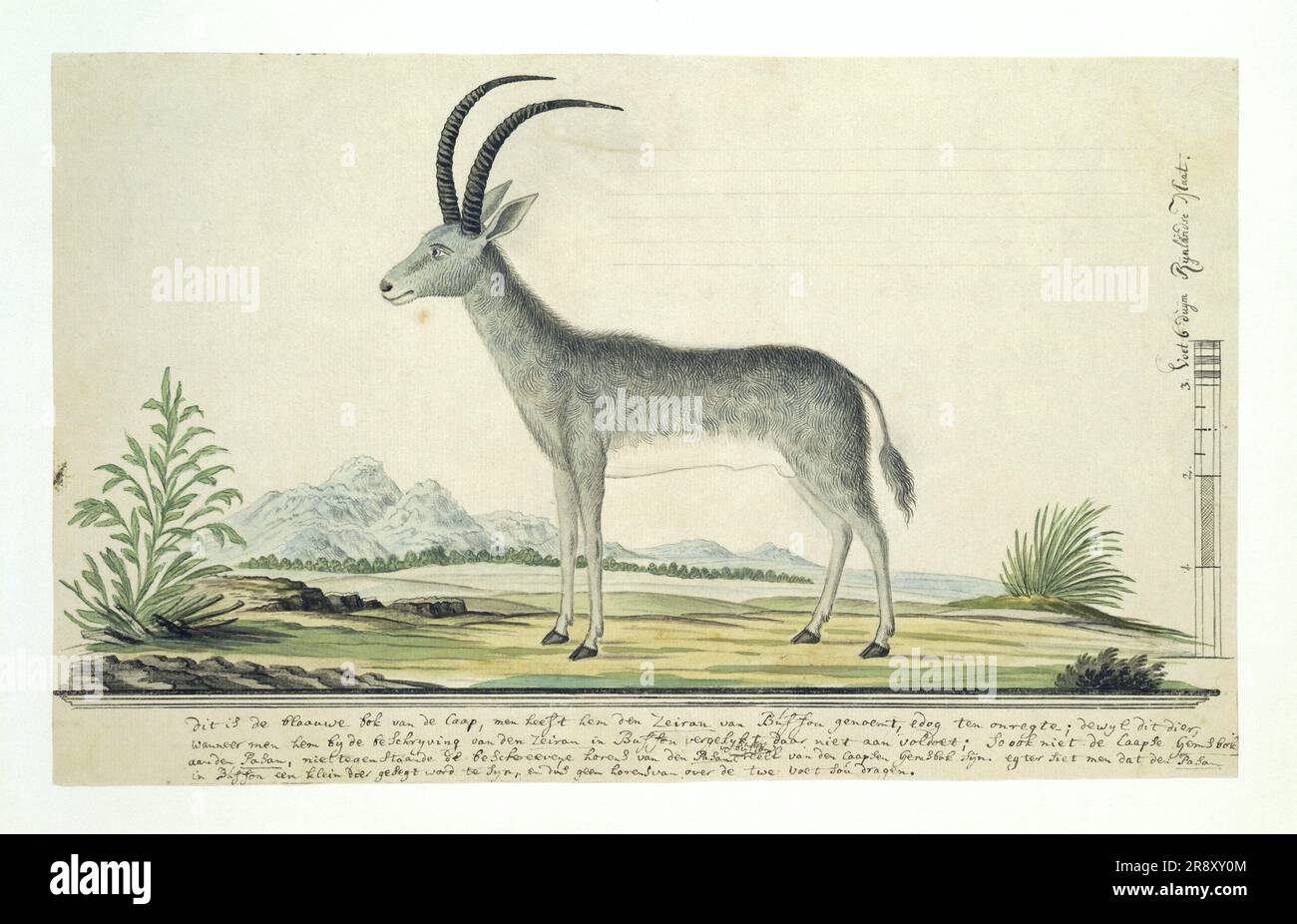 Hippotragus leucophaeus (Bluebuck), 17771786 Stock Photo Alamy