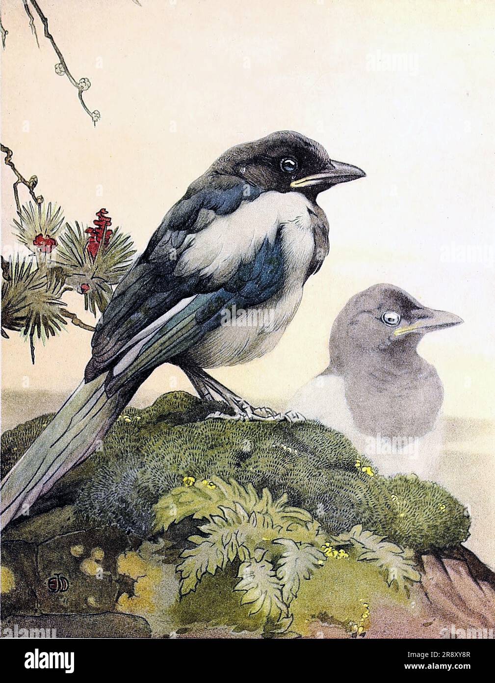 Vintage bird illustrations. Birds of the world Stock Photo