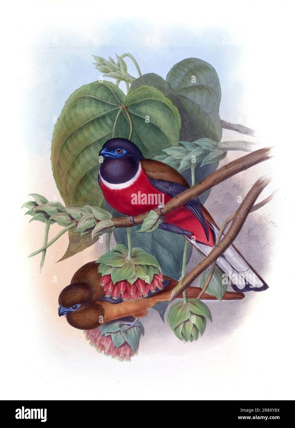 Vintage bird illustrations. Birds of the world Stock Photo