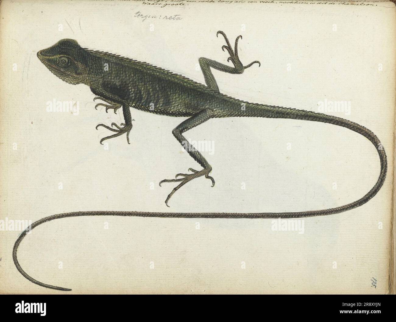 Tree lizard, 1785. A lizard from Java Stock Photo - Alamy