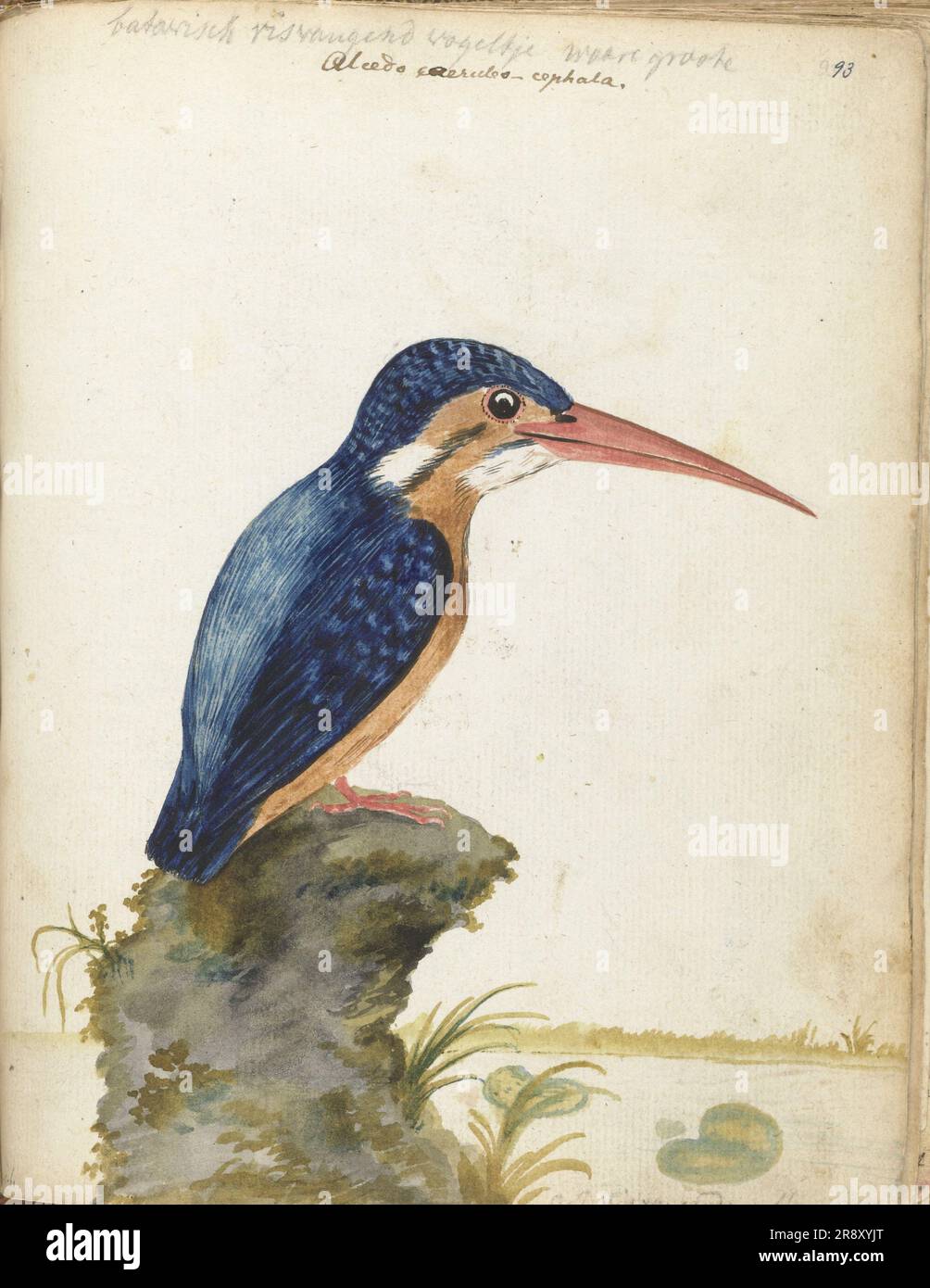 Malachite Kingfisher, 1779-1785. Blue-eared Kingfisher. '...batavian fish-catching bird true grouse / Alcedo caeruleo-cephala'. Malachite kingfisher (Corythornis cristatus), found in Africa. Stock Photo