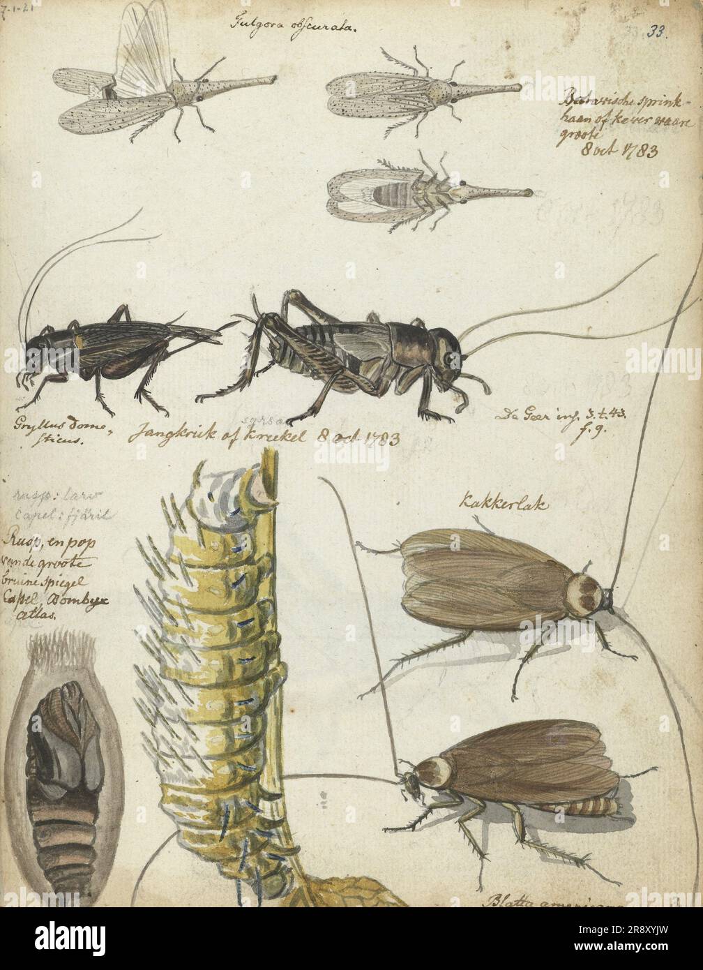 Insects, 1783. Batavian grasshopper or beetle, cricket Gryllus domesticus, caterpillar, pupae and cockroach Blatta americana. Stock Photo