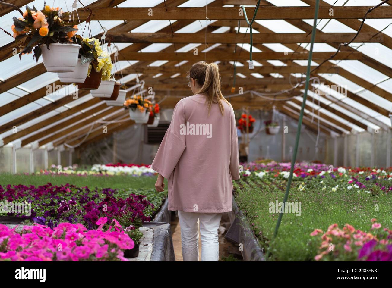 A young woman works in a greenhouse of flowers Stock Photo - Alamy