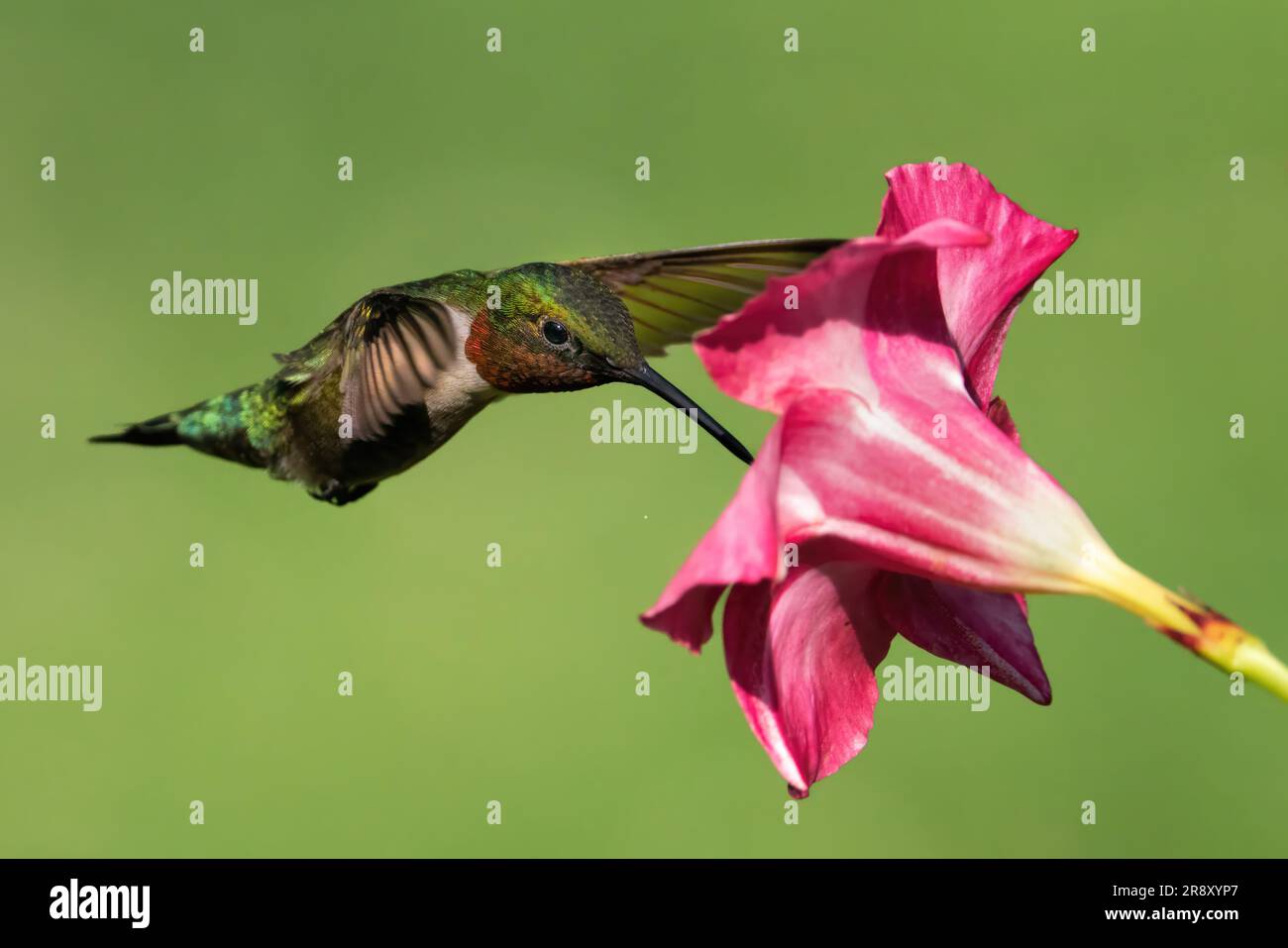A rubythroated hummingbird gathering nectar from a mandevilla flower