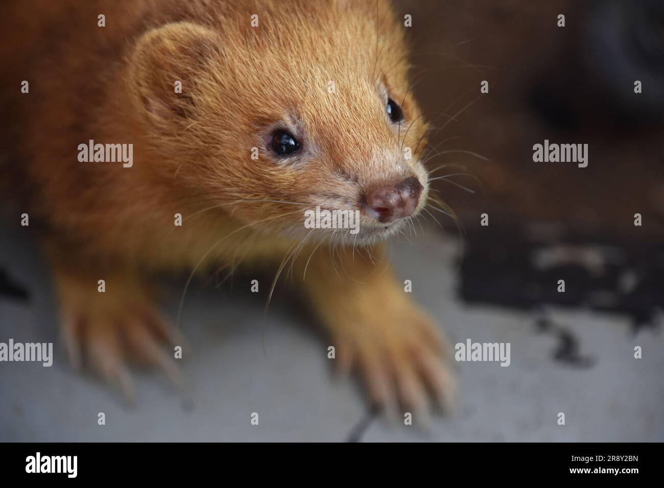 Cinnamon ferret cheap
