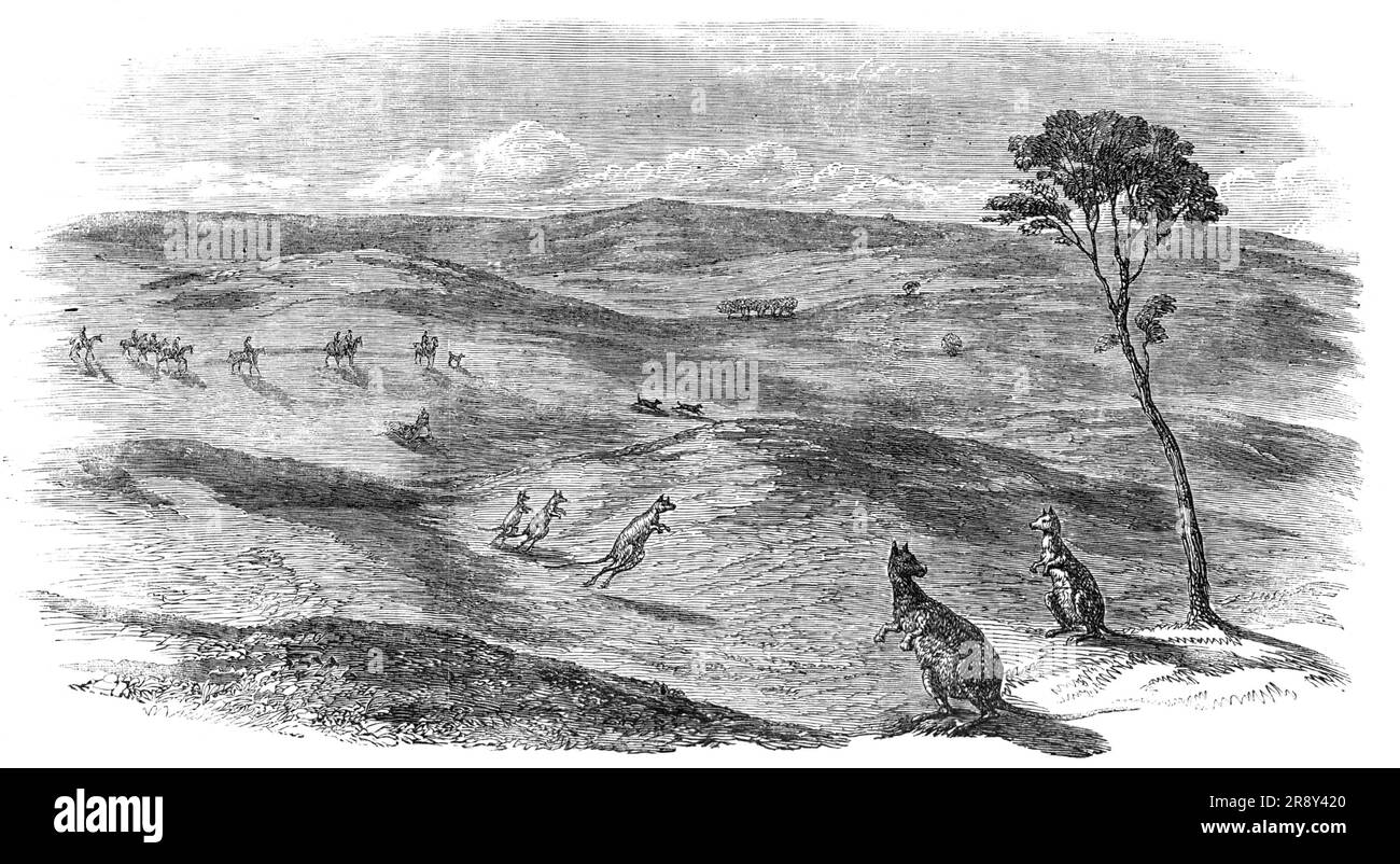 Kangaroo Hunt in Western Australia, 1857. 'This exhilarating sport commences before sunrise, and the sense of freedom and enjoyment which one experiences, mounted on a good horse, in the early freshness of an Australian morning, on the boundless plains gemmed with the richest flowers, must be felt to be appreciated. The kangaroos, tall as grenadiers, with heads like rabbits, and tails like bedposts, afford an unlimited quantity of hard galloping; and as they are not bad to eat and are destructive to the farmers' crops their rapid extinction is inevitable'. From &quot;Illustrated London News&qu Stock Photo