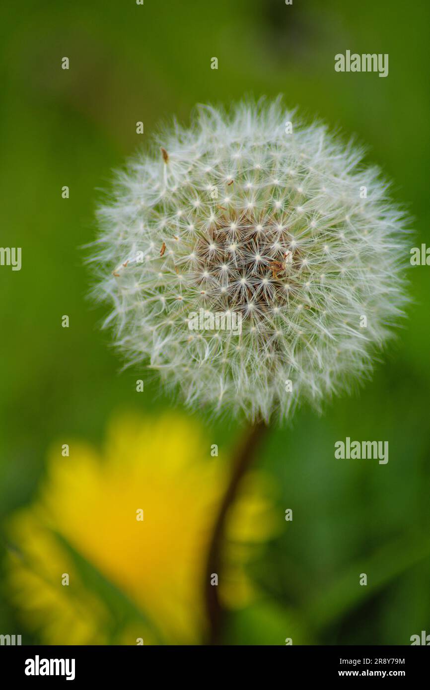 Dandelion - Close up Stock Photo