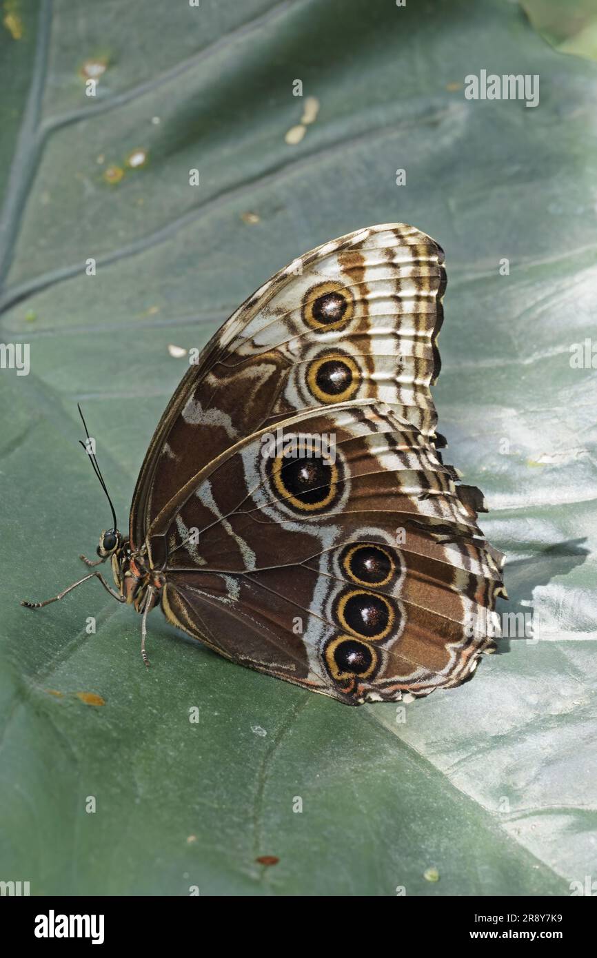 Peleides blue morpho butterfly, close wings, underside, Morpho peleides, Nymphalidae Stock Photo