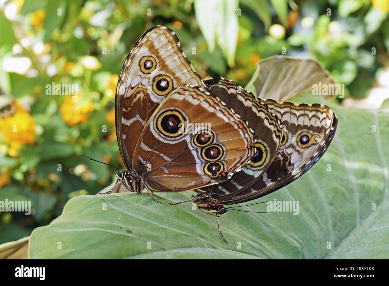 specimens of Peleides blue morpho butterflies in mating, underside, Morpho peleides, Nymphalidae Stock Photo