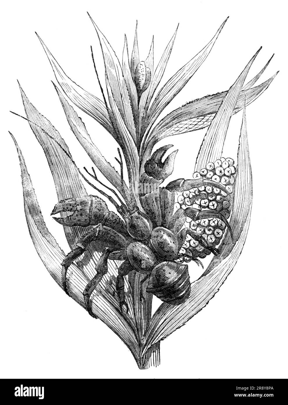 The Robber Crab (Birgus latro), 1857. Charles Darwin: 'The young are hatched and live for some time on the coast. At this period of existence we cannot suppose that cocoa- nuts form any part of their diet; most probably soft saccharine grasses, tender fruits, and animal matters constitute their food, until they attain to a certain degree of size and strength...It has been stated by some authors that the Birgus latro crawls up the cocoa-nut trees, for the purpose of stealing the nuts. I very much doubt the possibility of this; but with Pandanus (to which Mr. Cuming refers as being ascended by t Stock Photo