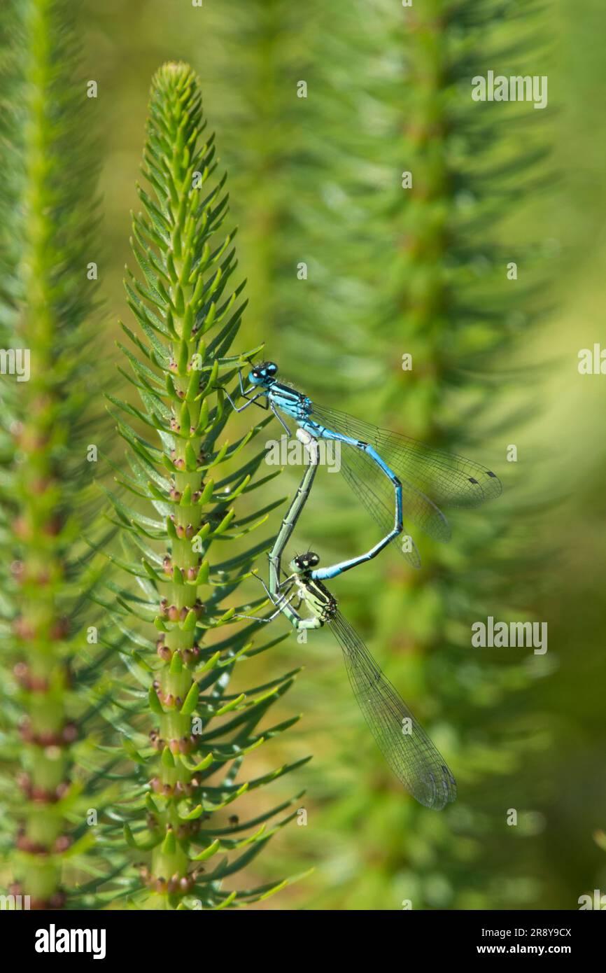 Azure damselfly, Coenagrion puella, pair mating in wheel position on Mare's tail, Hippuris vulgaris, hanging from pond plant, June, Sussex, UK Stock Photo