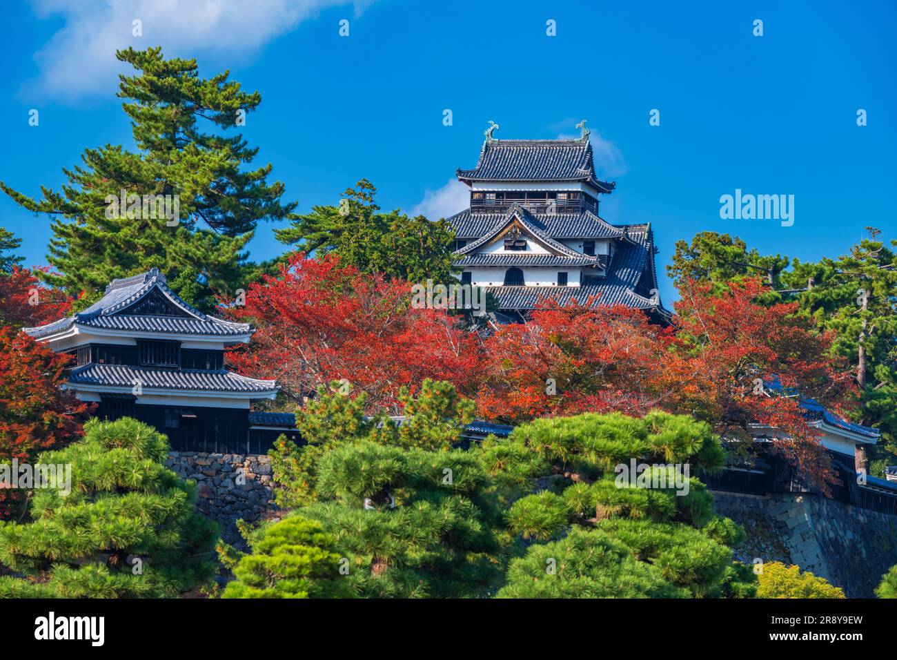 Matsue Castle in autumn Stock Photo - Alamy