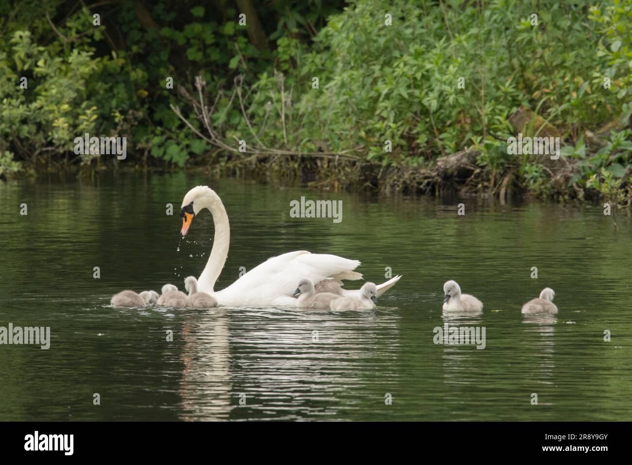Mute swan, Cygnus olor,  with nine baby cygnets swimming on River Bure, Norfolk Broads, June Stock Photo
