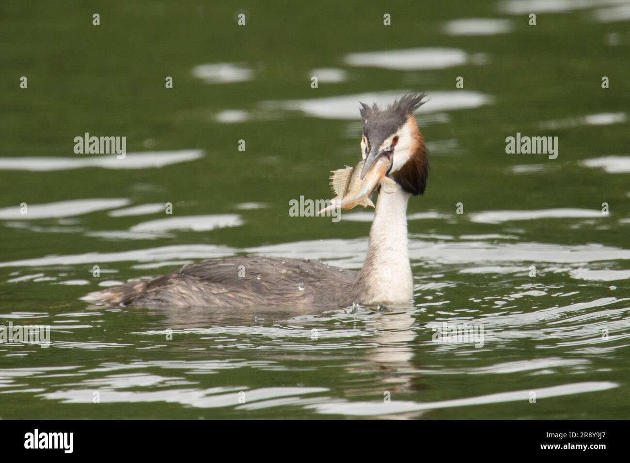 Great crested grebe,  Podiceps cristatus, with a fish in its beak, a Ruffe Gymnocephalus cernua, Norfolk Broads, June Stock Photo