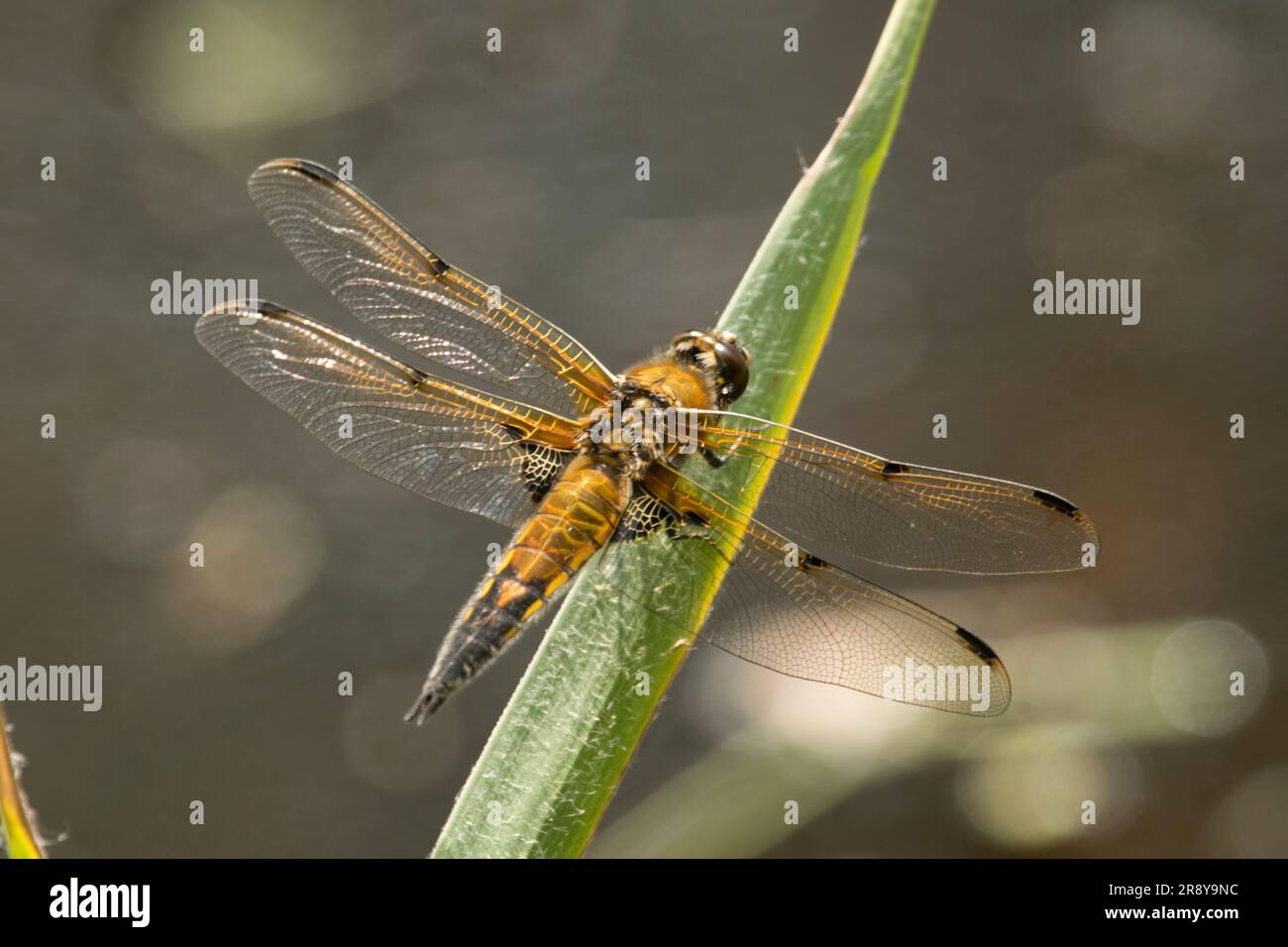 Four-spotted chaser, Libellula quadrimaculata, perching, Male, UK, June Stock Photo