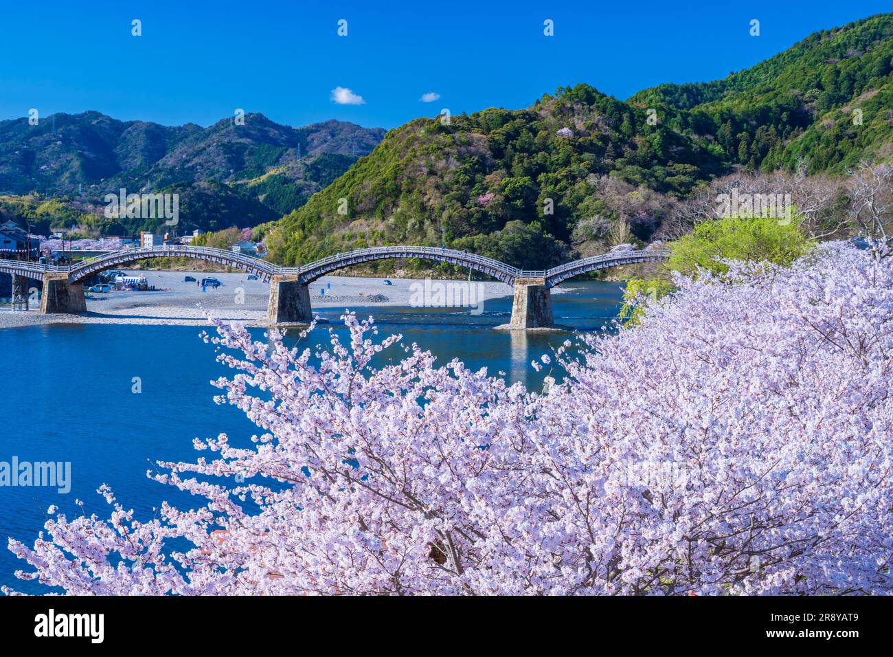 Kintai-bashi bridge and cherry blossoms Stock Photo