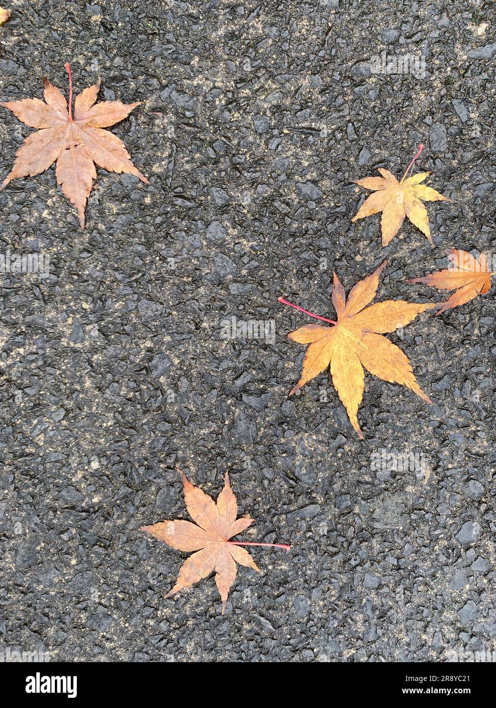 Yellow orange maple leaves hi-res stock photography and images - Alamy
