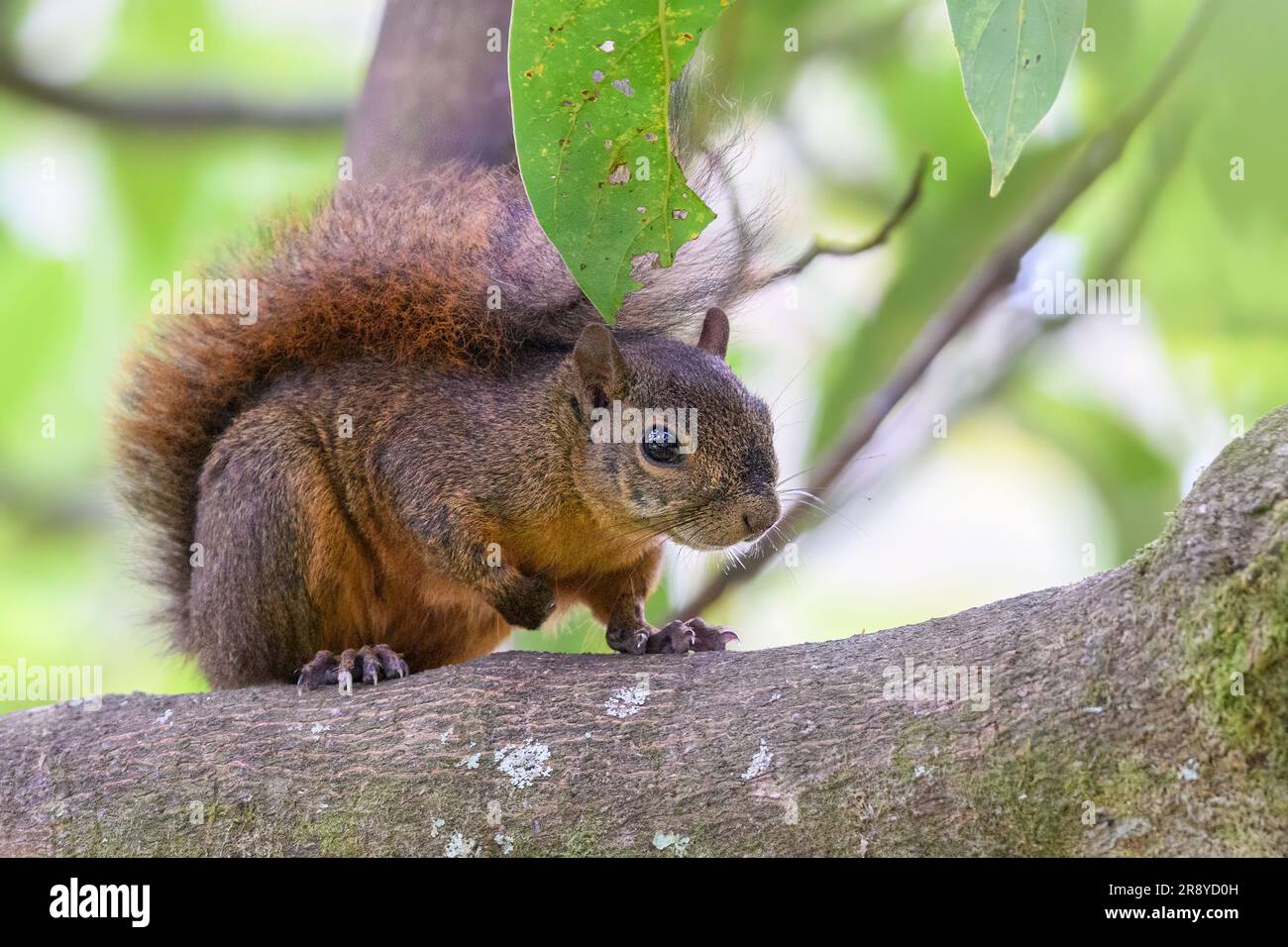Red-tailed squirrel (Sciurus granatensis) from San Gerardo de Dota, central Costa Rica highland. Stock Photo