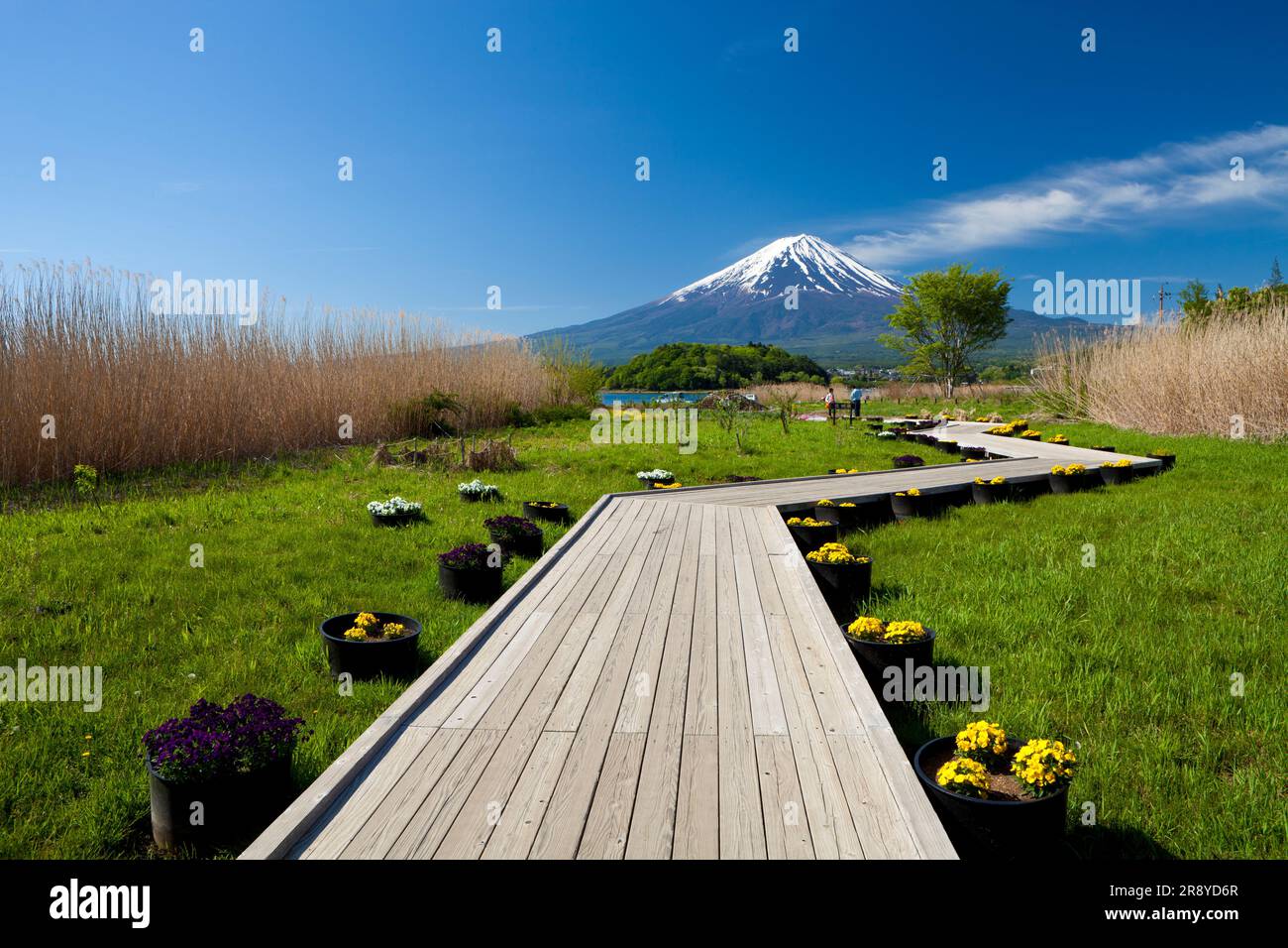 oishi-park-mt-fuji-japan-hi-res-stock-photography-and-images-alamy