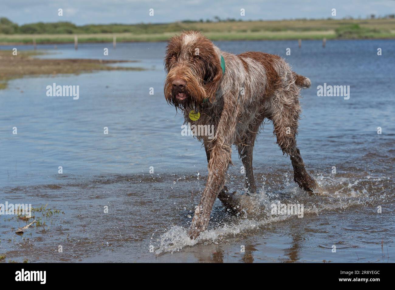 Italian Spinone by a lake Stock Photo Alamy