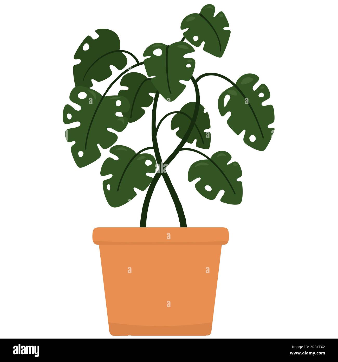 amydrium monstera Amydrium medium 'Silver' main image 0