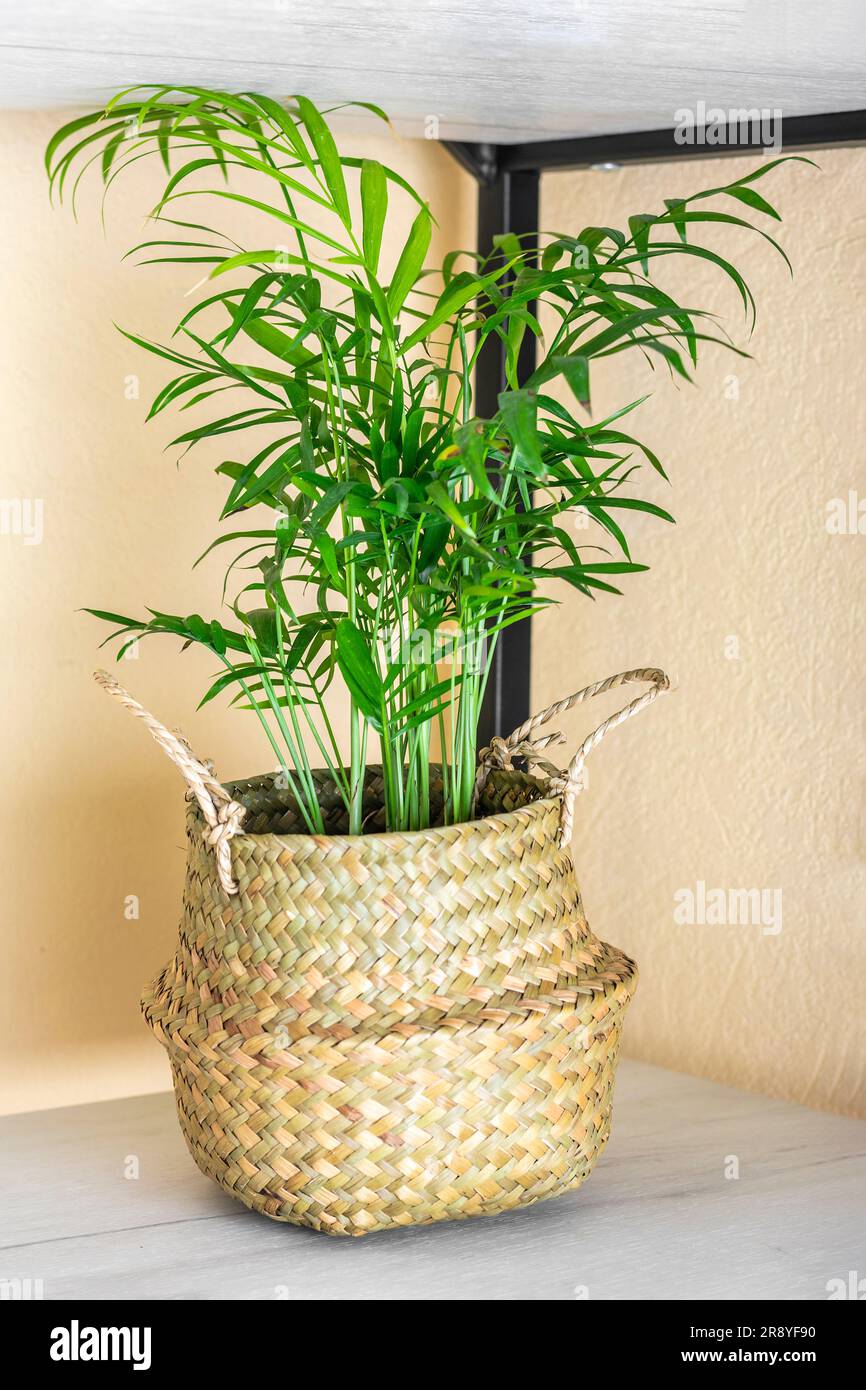 Bamboo palm houseplant hires stock photography and images Alamy