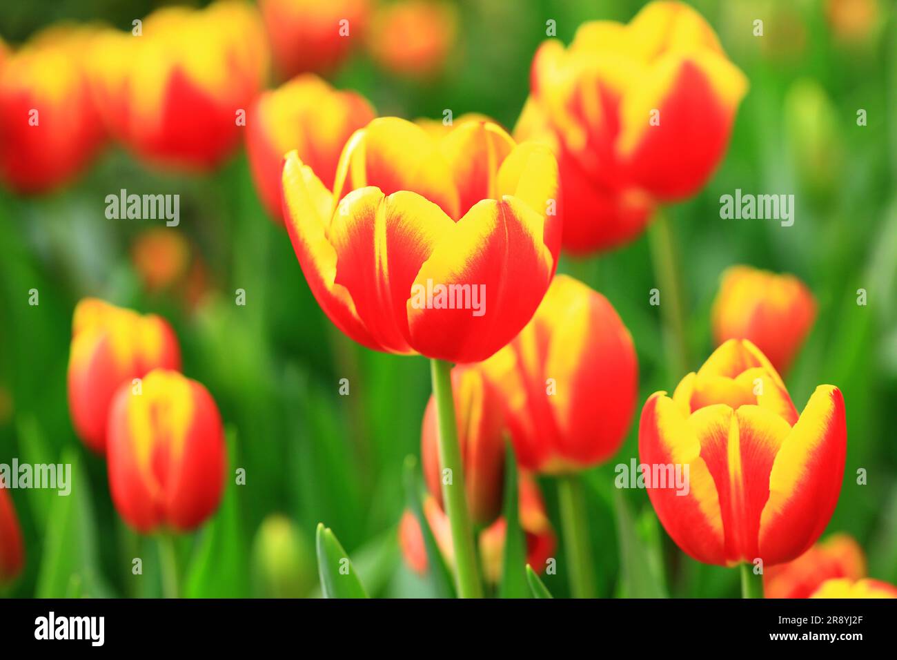 Tulip flowers blooming in the garden with green leaves background Stock ...
