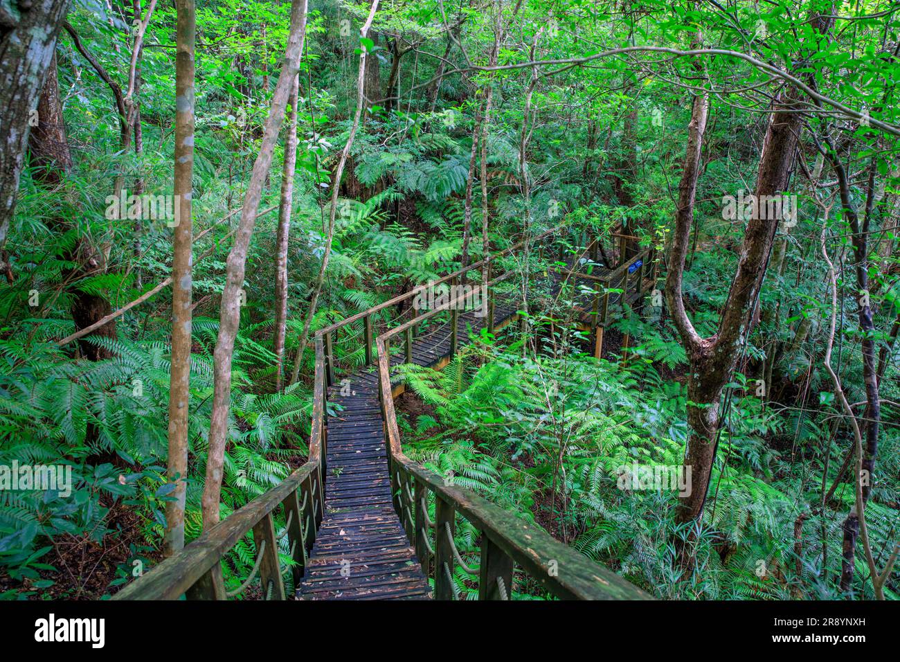 Yanbaro Tree Yanbaru no mori hi-res stock photography and images - Alamy