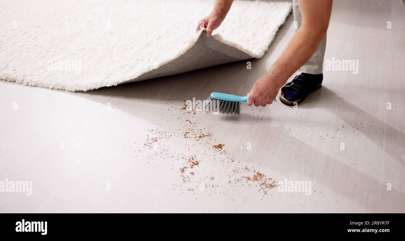 https://c8.alamy.com/comp/2R8YR7F/sweeping-dirt-under-carpet-hiding-dust-while-cleaning-2R8YR7F.jpg