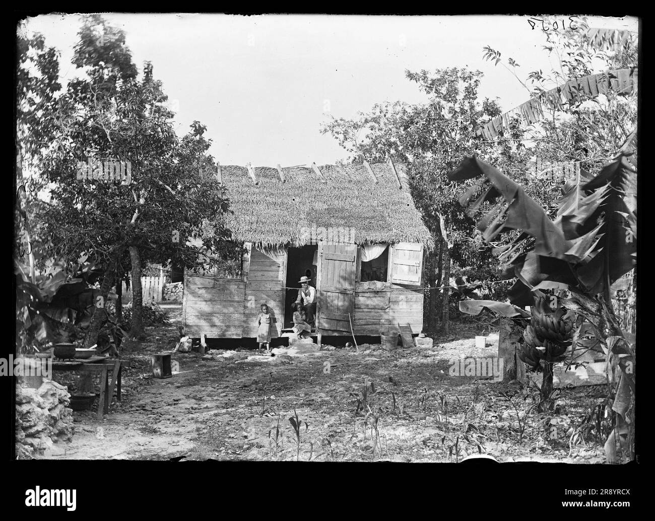 Thatched building and banana plant, possibly Nassau, Bahamas, between 1900 and 1915. Stock Photo