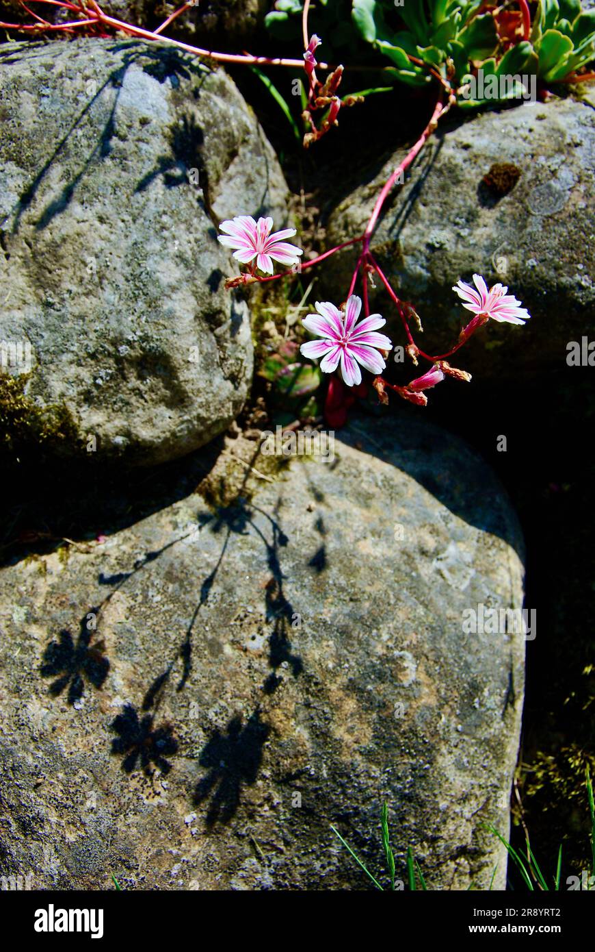 Stonecrop plant with its shadow on a stone in  a rock garden. Stock Photo